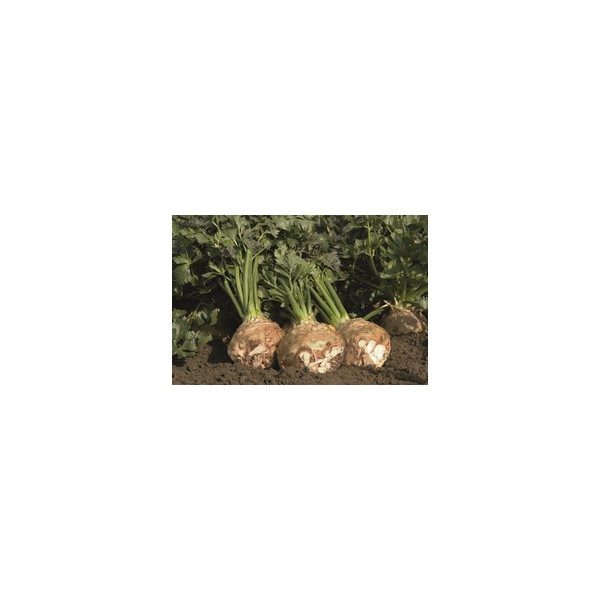 Nom du produit: Arachide Nom latin: Arachis hypogaea Description variété: Cette variété produit des cacahuètes plus petites que celles vendues en épicerie, mais ses arachides sont de grande qualité. Après la fécondation, les tiges florales rampent sous