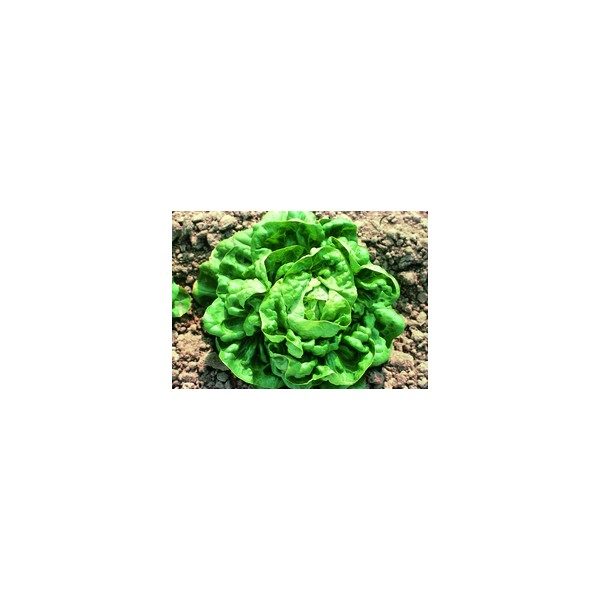 Nom du produit: Épinard Nom latin: Spinacia oleracea Description variété: Feuilles vert foncé, joliment cloquées avec une texture lisse. Escalade est une variété fiable, qui s’adapte mieux aux variations de température et de lumière que les autres varié