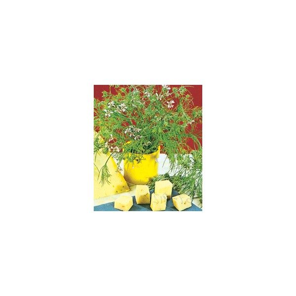 Nom du produit: Camomille Nom latin: Matricaria recutica Description variété: La Camomille est très florifère et idéale dans la préparation des tisanes. (Vivace cultivée comme une annuelle) Étalement: 15-20 cm Hauteur plant: 40-50 cm Horti-truc