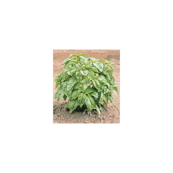 Nom du produit: Basilic Nom latin: Occimum basilicum Description espèce: Semez en mars-avril à l'intérieur, puis repiquez à la fin de mai. Aime la chaleur. Feuilles savoureuses et aromatiques. Le basilic fraîchement cueilli ou séché s'emploie dans les p