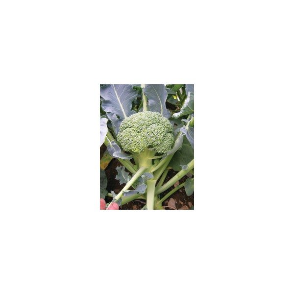 Nom du produit: Chou-fleur Nom latin: Brassica oleracea botrytis Description variété: Type Romanesco. Sa belle tête pointue, uniforme, vert lime en fait une variété intéressante et inhabituelle à cultiver. Idéal en culture d'automne. Maturité (jours