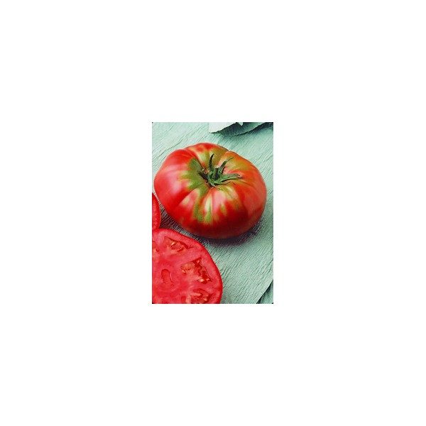 Nom du produit: Tomate - rouge Nom latin: Solanum lycopersicum Description variété: Les amateurs raffolent de cette variété de type Beefsteak en raison de ses plants vigoureux et de sa tolérance élevée à plusieurs maladies. Très uniforme et productive.