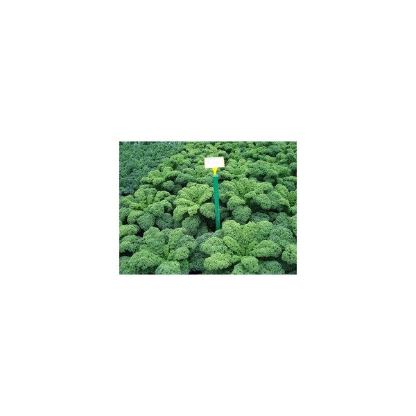 Nom du produit: Chou - Kale Nom latin: Brassica oleracea sabauda Description variété: Voici un chou kale bleu très foncé qui a un port en rosette qui simplifie la récolte. Black Magic est sucré, a une repousse vigoureuse et une bonne uniformité. Il rési
