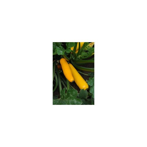 COURGE HYB. EASY PICK JAUNE COLLECTION PATIO-3166