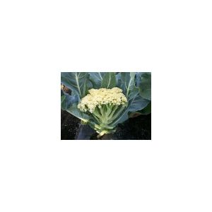Nom du produit: Chou - Kale Nom latin: Brassica oleracea sabauda Description variété: Chou kale hâtif, facile à cultiver et à récolter à la fin de l’été ou au début de l’automne. Darkibor a un port érigé, des feuilles extra frisées et une bonne tenue au