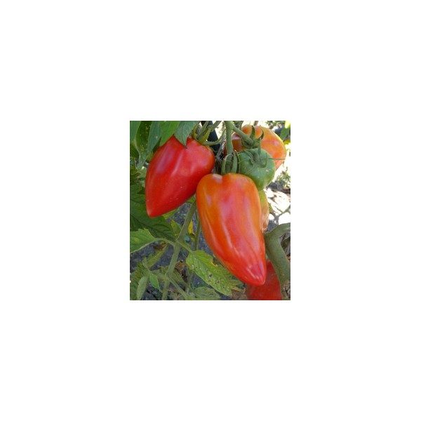 Nom du produit: Tomate - rouge Nom latin: Solanum lycopersicum Description variété: JARDINIER URBAIN. Une tomate Beefsteak hâtive, au plant vigoureux et ouvert, facile à cultiver. Ses fruits ronds, d'un beau rouge foncé, sont excellents. Port plant: In