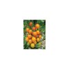 Nom du produit: Tomate - raisin Nom latin: Solanum lycopersicum Description variété: Variété aux fruits rouge très foncé et luisant, 4 cm de longueur et 2 cm de diamètre. Saveur délicieuse et texture douce. Tolérance élevée au fendillement. Haut rendeme
