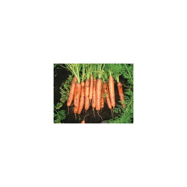 Nom du produit: Carotte - Mini Nom latin: Daucus carota Description variété: Une variété à petites racines cylindriques lisses, tendres et sucrées, orange foncé. Idéale pour une récolte de "bébés carottes" fraîches, mais aussi parfaite pour les conserve