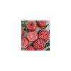 Nom du produit: Tomate - rose Nom latin: Solanum lycopersicum Description variété: Cette nouvelle tomate, créée par le croisement des deux variétés ancestrales, est une nouvelle tomate beefsteak rose. Certaines caractéristiques: sa hâtivité et un meille
