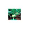 Nom du produit: Chou-rave Nom latin: Brassica oleracea gongylodes Description variété: JARDINIER URBAIN. Cet hybride, de couleur pourpre et à chair blanche, produit des bulbes ronds, quelque peu aplatis, avec des tiges moyennes. Haut rendement et un feu