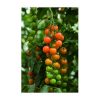 Nom du produit: Tomate - cerise Nom latin: Solanum lycopersicum cerasiforme Description espèce: Le jardinage à la portée des jardiniers urbains. Voici la toute nouvelle tomate ultra compacte, destinée aux pots de patio et même aux pots sur le rebord d'u