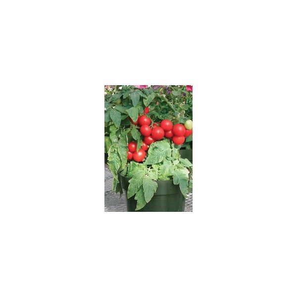 Nom du produit: Tomate - cerise Nom latin: Solanum lycopersicum Description variété: JARDINIER URBAIN. Petite tomate rouge, hâtive, sur plant compact. Recommandée pour la culture en pots. Port plant: déterminé Maturité (jours): 45 Couleur: Rouge