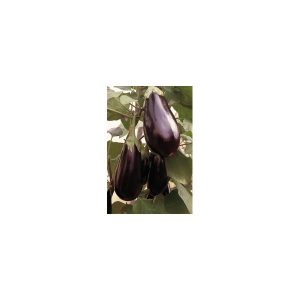 Nom du produit: Aubergine Nom latin: Solanum melongena Description variété: Aubergine allongée, de type italien et de couleur pourpre. L’absence de pépin dans Purple Shine la rend agréable à déguster en accompagnement ou dans vos recettes favorites. Le