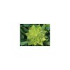 Nom du produit: Chou-fleur Nom latin: Brassica oleracea botrytis Description variété: Voici enfin un chou-fleur biologique de qualité! Sa tête est bien dômée, très blanche et bien protégée par un feuillage dense. Recommandé pour récolte tout au long de