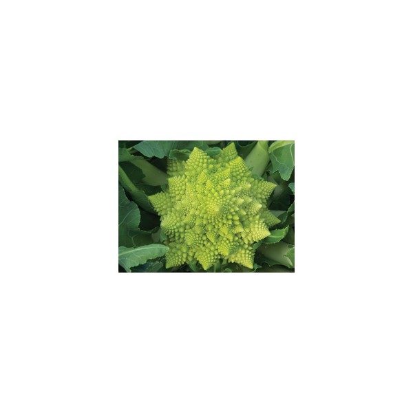 Nom du produit: Chou-fleur Nom latin: Brassica oleracea botrytis Description variété: Voici enfin un chou-fleur biologique de qualité! Sa tête est bien dômée, très blanche et bien protégée par un feuillage dense. Recommandé pour récolte tout au long de