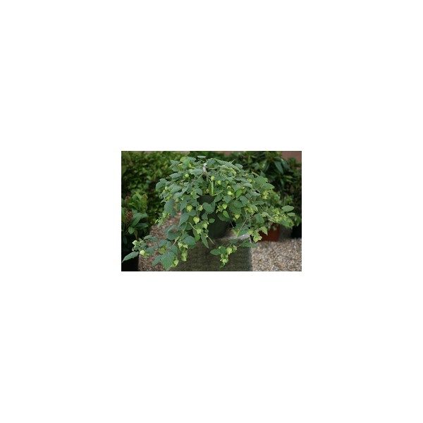 Nom du produit: Celeriac Nom latin: Apium graveolens rapaceum Description variété: Racine ronde, lisse et très blanche, tolérante à la montaison. Se conserve très bien à long terme, au frais. Maturité (jours): 105 Longueur racine: 26 cm Horti-t