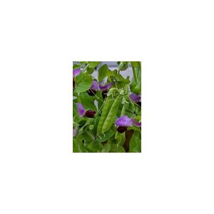 POIS MANGE TOUT LITTLE SNOW PEA POURPRE-0