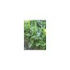 Nom du produit: Estragon Nom latin: Artemisia dracunculus Description variété: Feuilles vertes foncées sur le dessus et de couleur plus claire en dessous, étroites et légèrement pointues. Usages culinaires très variés. Sa saveur est plus prononcée que c