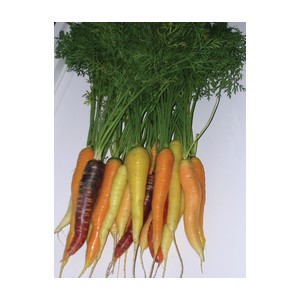 Nom du produit: Carotte de couleur Nom latin: Daucus carota Description variété: Malbec est une nouvelle carotte rouge qui offre la meilleure tolérance à la montaison sur le marché. Longue de 26 cm en moyenne, elle est lisse et ajoutera une touche de cr