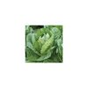 Nom du produit: Laitue mini romaine Nom latin: Lactuca sativa longifolia Description variété: Voici une mini laitue romaine de couleur rouge brillant. Pomegranate Crunch atteint seulement environ 15 cm en hauteur avec une tête compacte et dense. Son ren