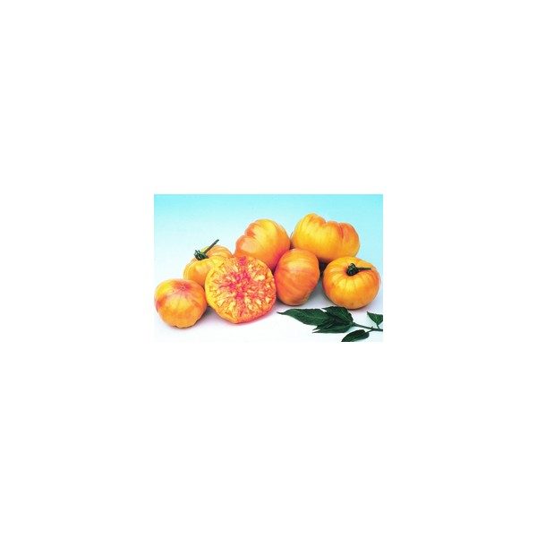 Nom du produit: Tomate - jaune Nom latin: Solanum lycopersicum cerasiforme Description variété: Variété populaire. Plant très productif. Fruit de couleur jaune clair. Saveur distincte, moins acide que les variétés aux fruits rouges. Port plant: indéter