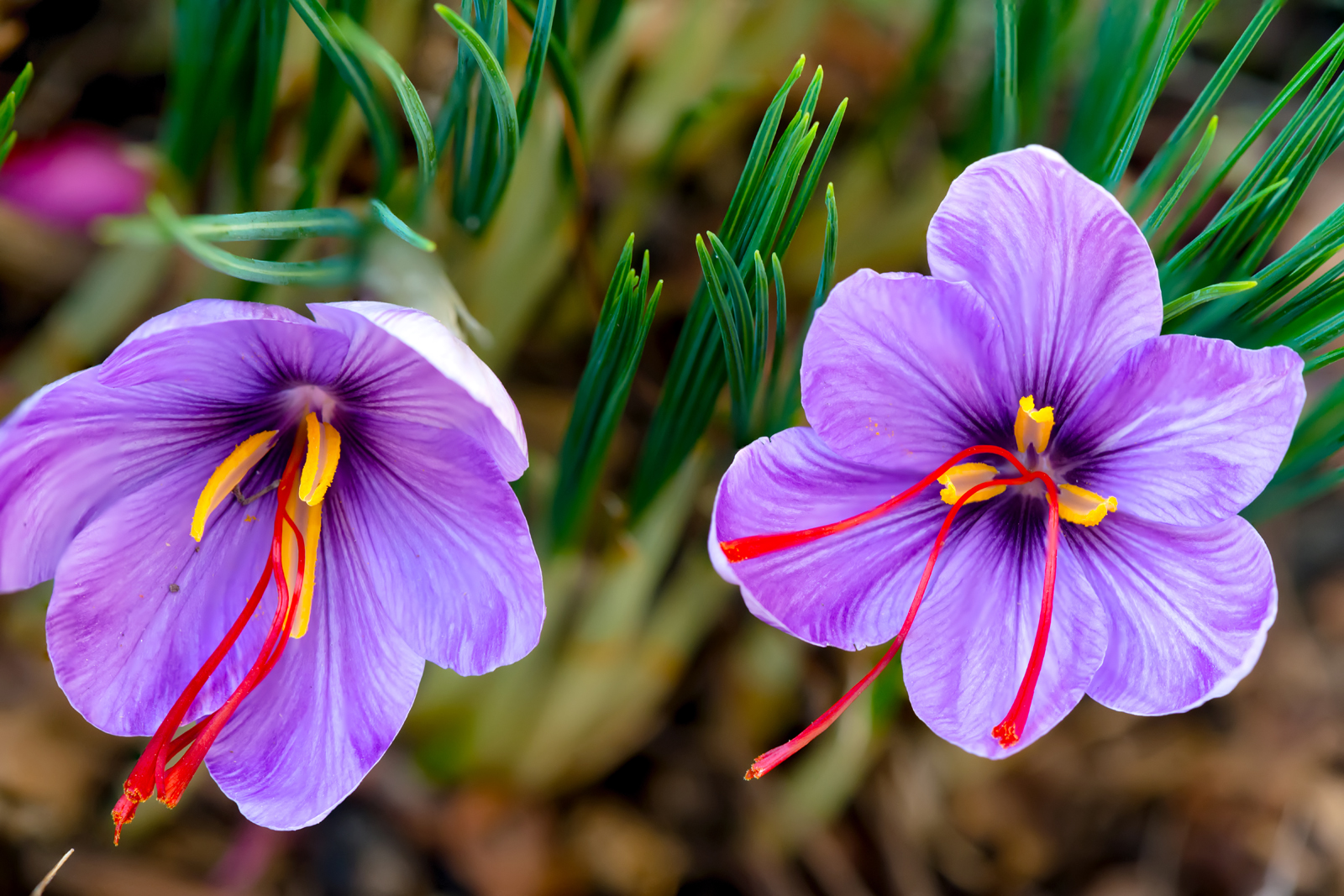 Fiche de culture : Cultivez votre propre safran (Crocus sativus)