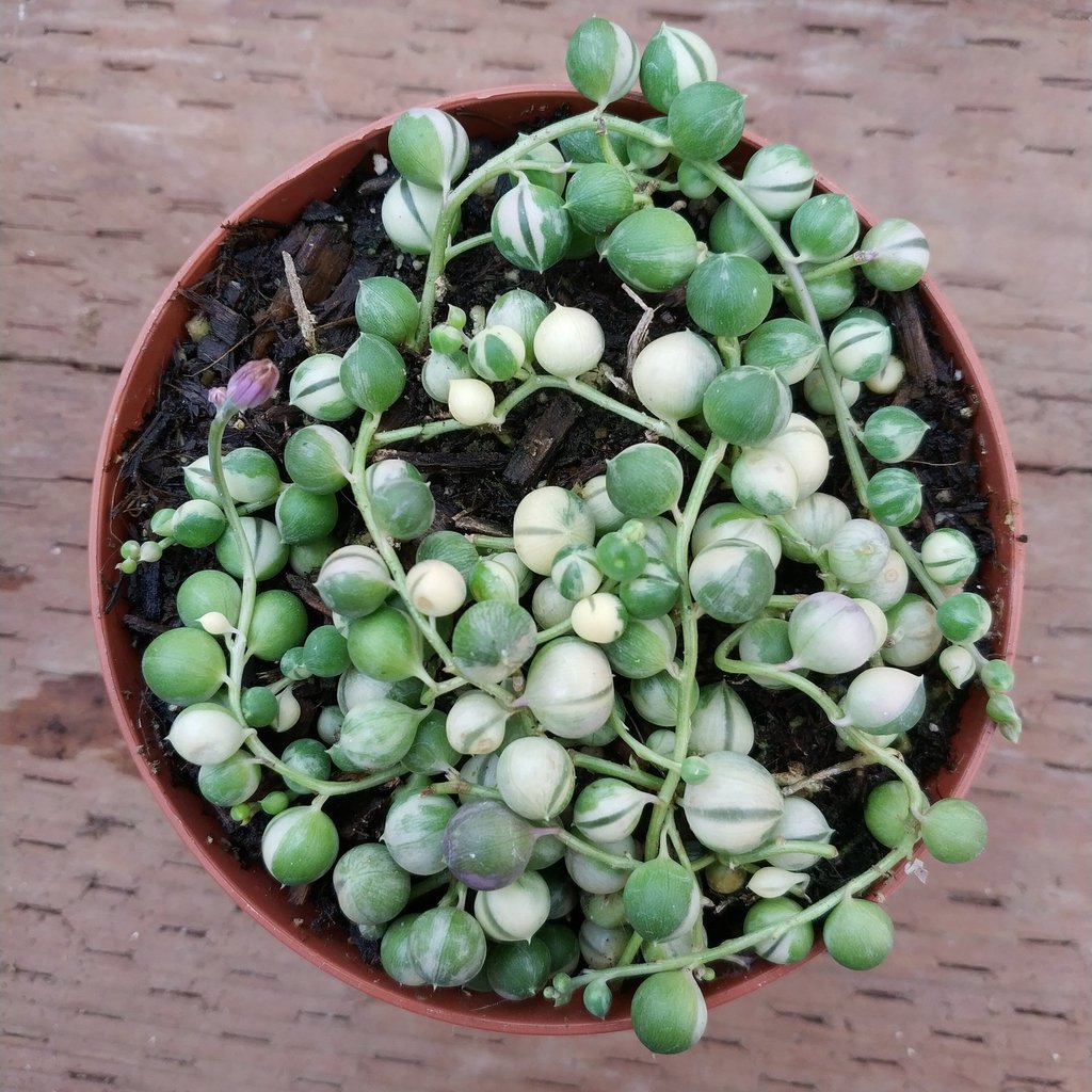 Senecio String Of Pearls Variegata